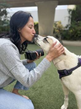 Australian Shepherd Dogs Available for Adoption - Pear Blossom Is An Angel  | PetCurious