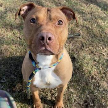 Pit Bull Terrier Dogs Available for Adoption - Scooby | PetCurious