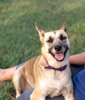 Betsie -  German Shepherd Dog Dog for Adoption in Magnolia, Texas - Betsie | PetCurious