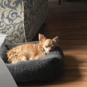 Tito -  Chihuahua Dog for Adoption in Buffalo, Minnesota - Tito | PetCurious