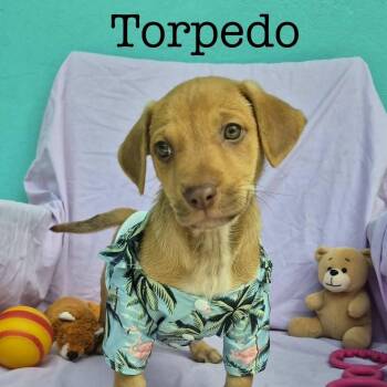 Labrador Retriever Dogs Available for Adoption - Torpedo | PetCurious