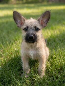 Ferb -  Terrier Dog for Adoption in San Tan Valley, Arizona - Ferb | PetCurious