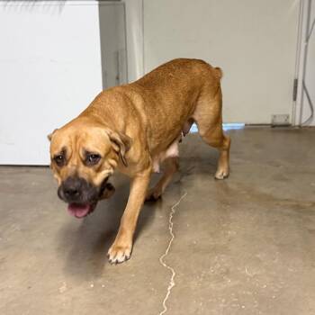 Harley -  Mixed Breed Dog for Adoption in Pauls Valley, Oklahoma - Harley | PetCurious