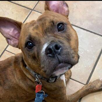Cocobean -  Mixed Breed Dog Available for Adoption in Fairport, New York - Cocobean | PetCurious