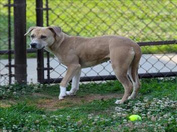 Rescue Pit Bull Terrier Dogs for Adoption in Grovetown, Georgia - BABY | PetCurious