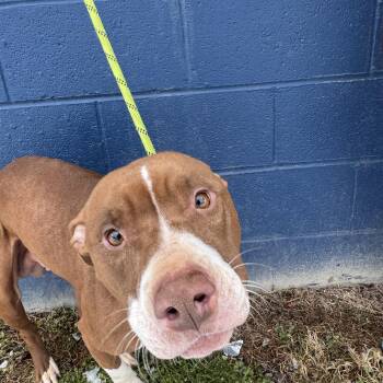 American Staffordshire Terrier Dogs Available for Adoption - Casey | PetCurious