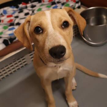 Smalls -  Mixed Breed Dog for Adoption in Saint Charles, Missouri - Smalls | PetCurious