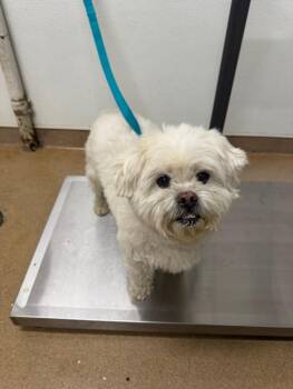 Maltese and Mixed Breed Dogs Available for Adoption in Hayward, California - OSWALD | PetCurious