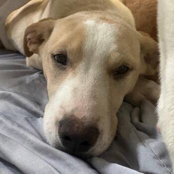 Emerald -  Mixed Breed Dog for Adoption in Spokane, Washington - Emerald | PetCurious