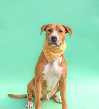 Rescue Hound Dogs for Adoption in Islip Terrace, New York - Charlie Brown | PetCurious
