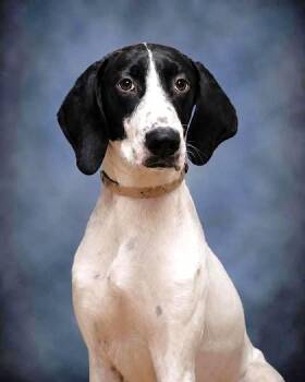 Summer -  Great Dane and Hound Dog for Adoption - Summer | PetCurious
