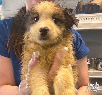 Comet -  Shetland Sheepdog Sheltie and Shepherd Dog for Adoption in Washington, District Of Columbia - Comet | PetCurious