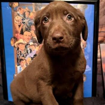 Faith -  Labrador Retriever and Mixed Breed Dog for Adoption in Normal, Illinois - Faith | PetCurious
