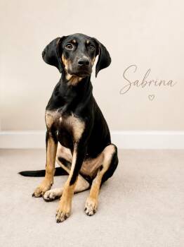 Sabrina -  Doberman Pinscher and Black And Tan Coonhound Dog for Adoption in Baton Rouge, Louisiana - Sabrina | PetCurious