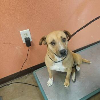 Stack -  Mixed Breed Dog for Adoption in Flagstaff, Arizona - Stack | PetCurious