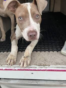 MOXIE -  Pit Bull Terrier and Mixed Breed Dog for Adoption in Killeen, Texas - MOXIE | PetCurious