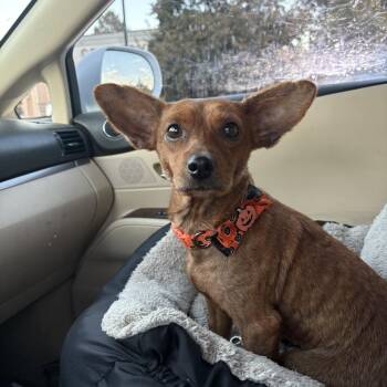 Wendy -  Chihuahua and Mixed Breed Dog for Adoption in Fayetteville, Arkansas - Wendy | PetCurious