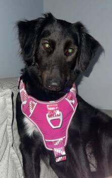 Muffin Top -  Border Collie and Australian Cattle Dog Blue Heeler Dog for Adoption in Waunakee, Wisconsin - Muffin Top | PetCurious