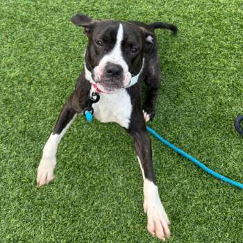 Stella -  Mixed Breed Dog for Adoption in Pittsburgh, Pennsylvania - Stella | PetCurious