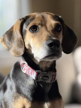 Rescue Weimaraner and Beagle Dogs for Adoption - Harper | PetCurious