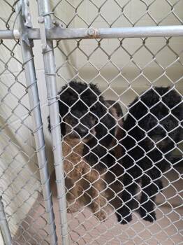 Cow -  Poodle Dog for Adoption in Nacogdoches, Texas - Cow | PetCurious