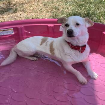 Anna -  Mixed Breed Dog for Adoption in Medford, Oregon - Anna | PetCurious