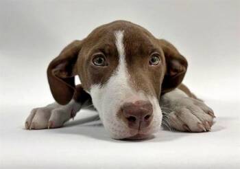 Pointer and Mixed Breed Dogs Available for Adoption in Brentwood, Missouri - GRUMPY | PetCurious