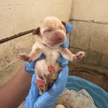 Husky Dogs Available for Adoption in Edinburg, Texas - Cc 1 | PetCurious