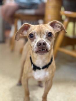 Rescue Chihuahua Dogs for Adoption in Vassalboro, Maine - Jesse | PetCurious