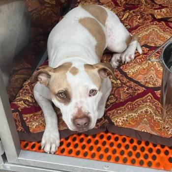 Rescue Terrier Dogs for Adoption in St. Louis, Missouri - Reading Rainbow | PetCurious