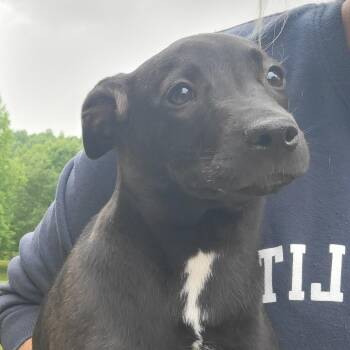 Nyx -  Dachshund and Hound Dog for Adoption in Albany, New York - Nyx | PetCurious
