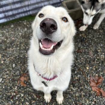 Finny -  Great Pyrenees Dog for Adoption in Tacoma, Washington - Finny | PetCurious