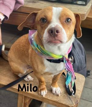 Norfolk Terrier Dogs Available for Adoption in Carrollton, Texas - Milo | PetCurious