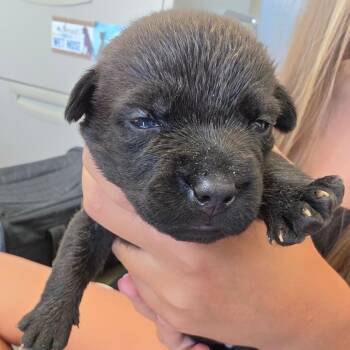 Candace -  Mixed Breed Dog for Adoption in Leander, Texas - Candace | PetCurious