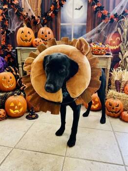 Wanda -  Labrador Retriever and Mixed Breed Dog for Adoption in Blairstown, New Jersey - Wanda | PetCurious