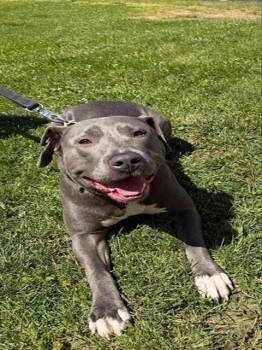 REINA -  Pit Bull Terrier and Mixed Breed Dog for Adoption in Aliquippa, Pennsylvania - REINA | PetCurious