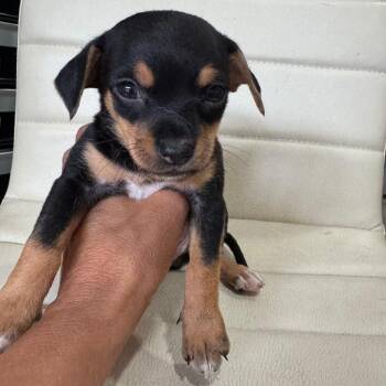 Chihuahua and Dachshund Dogs Available for Adoption in Venice, Florida - Chiweenie 4/Darrel | PetCurious
