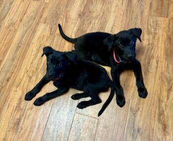 Craig -  Labrador Retriever Dog for Adoption in Macon, Georgia - Craig | PetCurious