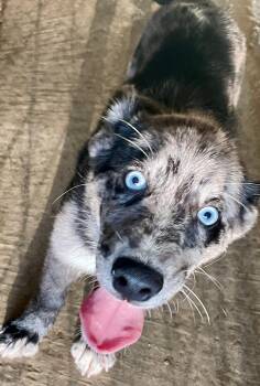 Stetson -  Mixed Breed Dog for Adoption in Lacon, Illinois - Stetson | PetCurious