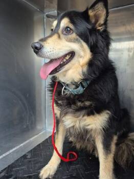 Siberian Husky and Mixed Breed Dogs Available for Adoption in Pasadena, Texas - SUNDAY | PetCurious