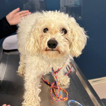 Poodle Dogs Available for Adoption in Vineland, New Jersey - Sailor | PetCurious