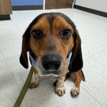 Beagle and Basset Hound Dogs Available for Adoption in Rock Hill, South Carolina - Hunter | PetCurious