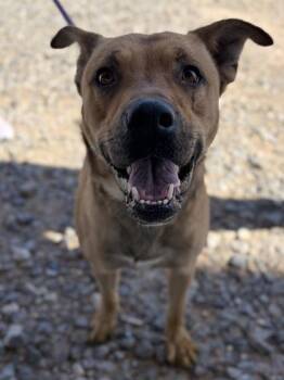 Tarrant* -  Mixed Breed Dog for Adoption in El Paso, Texas - Tarrant* | PetCurious