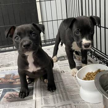Rescue Mixed Breed Dogs for Adoption in Southampton, Pennsylvania - Fiona | PetCurious