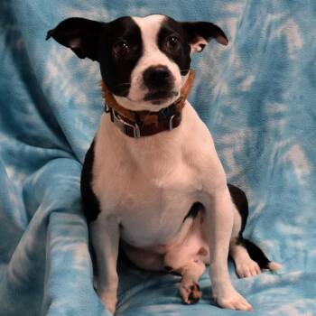 Boston Terrier and Mixed Breed Dogs Available for Adoption - Frankie | PetCurious