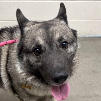 Liger -  Norwegian Elkhound Dog for Adoption in Murray, Utah - Liger | PetCurious