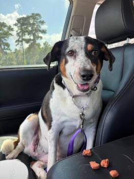 Annabelle -  Beagle and Australian Cattle Dog Blue Heeler Dog for Adoption in Houston, Texas - Annabelle | PetCurious