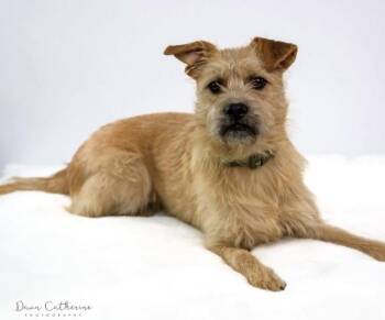 Zelda -  Border Terrier Dog for Adoption in Denver, Colorado - Zelda | PetCurious