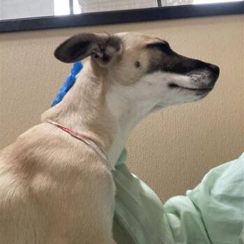 Bleu Cheese -  Husky and Mixed Breed Dog for Adoption in Tempe, Arizona - Bleu Cheese | PetCurious