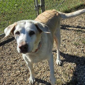Lexi -  Yellow Labrador Retriever Dog for Adoption in Ridgely, Maryland - Lexi | PetCurious